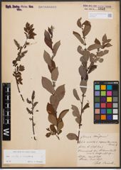 Salix aurita L. x Salix silesiaca Willd.